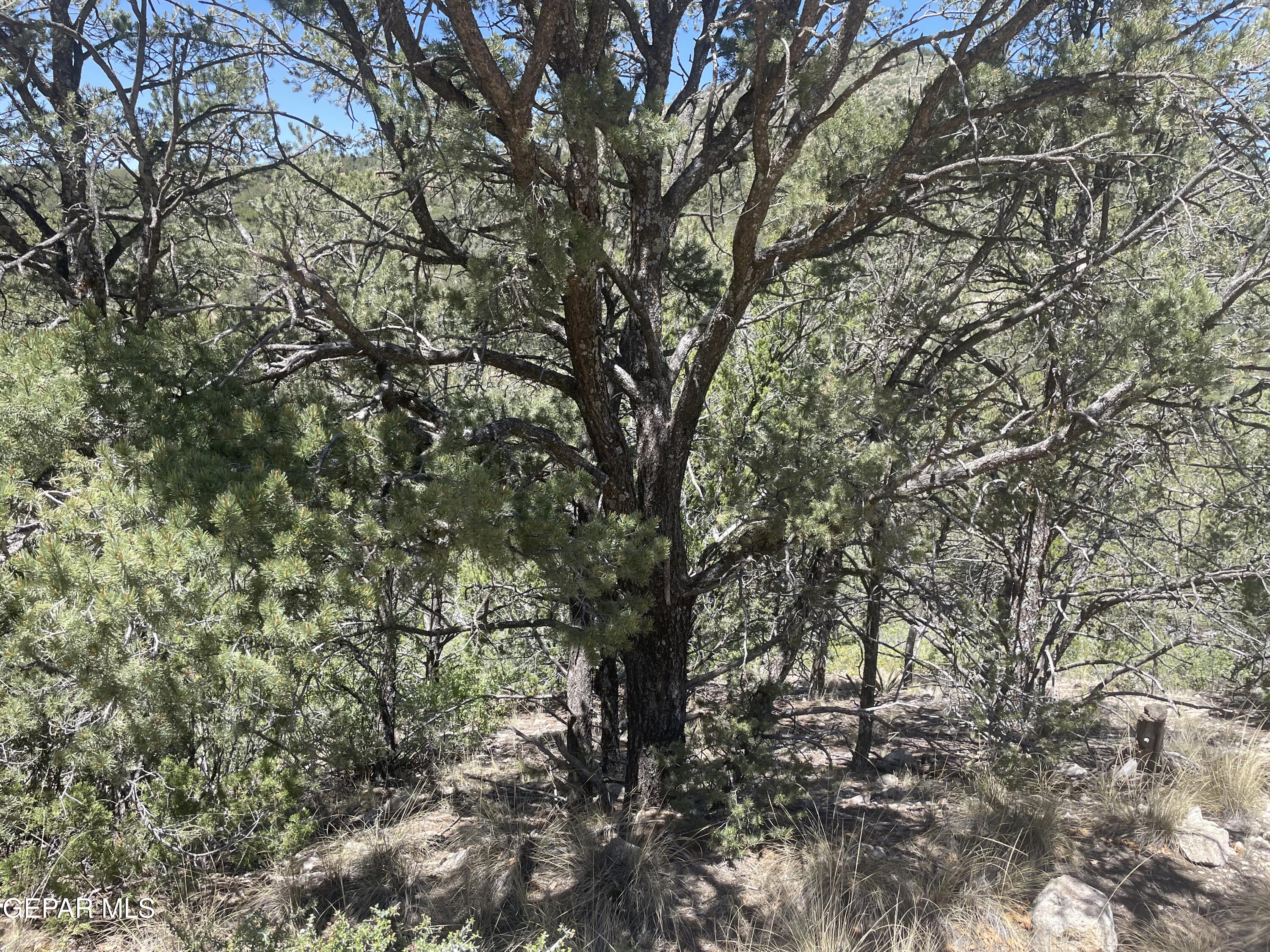 60 Canyon Road Timberon, NM 88350 - Photo 4 of 8 a view of a tree in middle of forest
