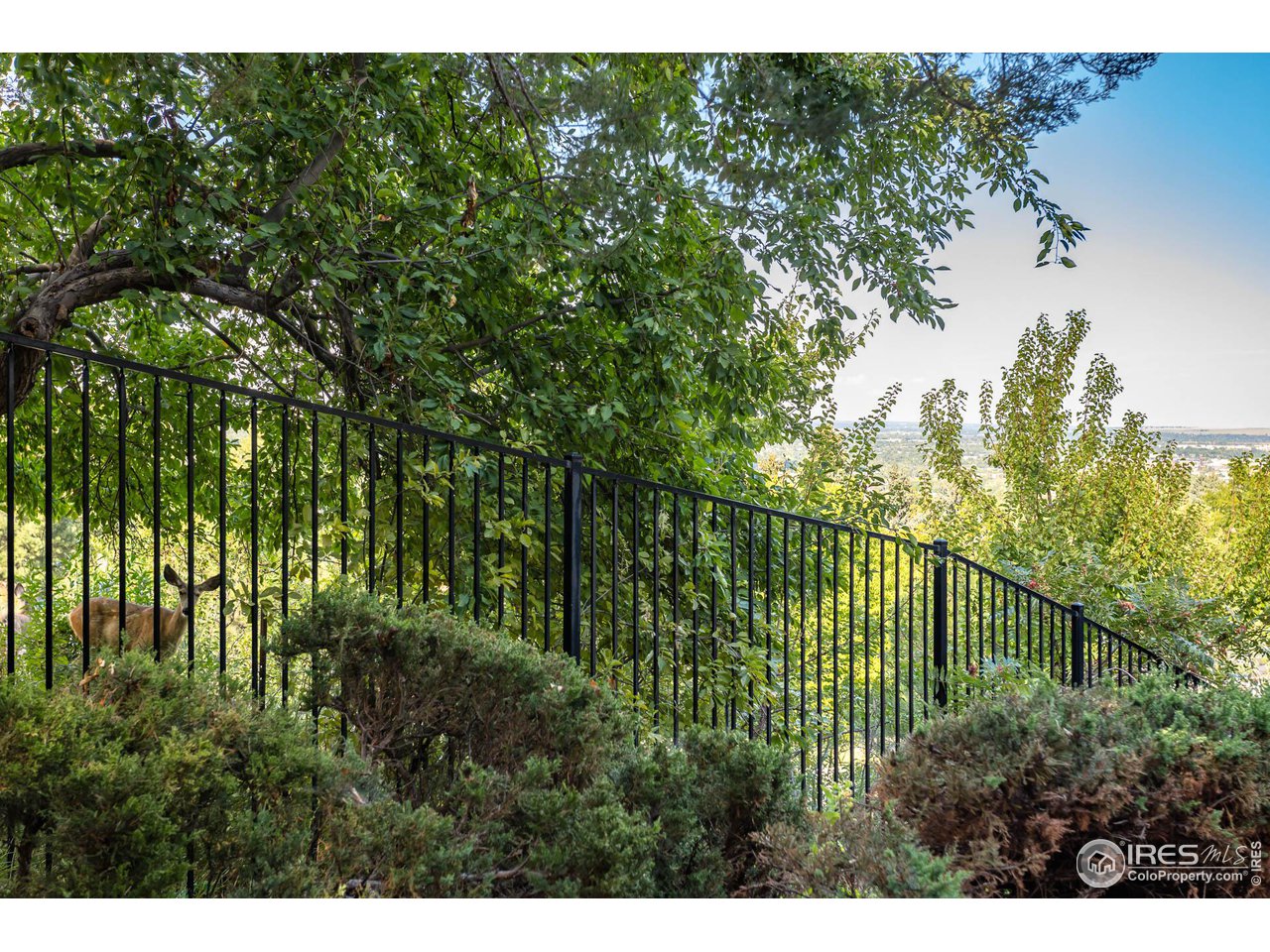 805 Circle Drive Boulder, CO 80302 - Photo 31 of 39 Wildlife all around!