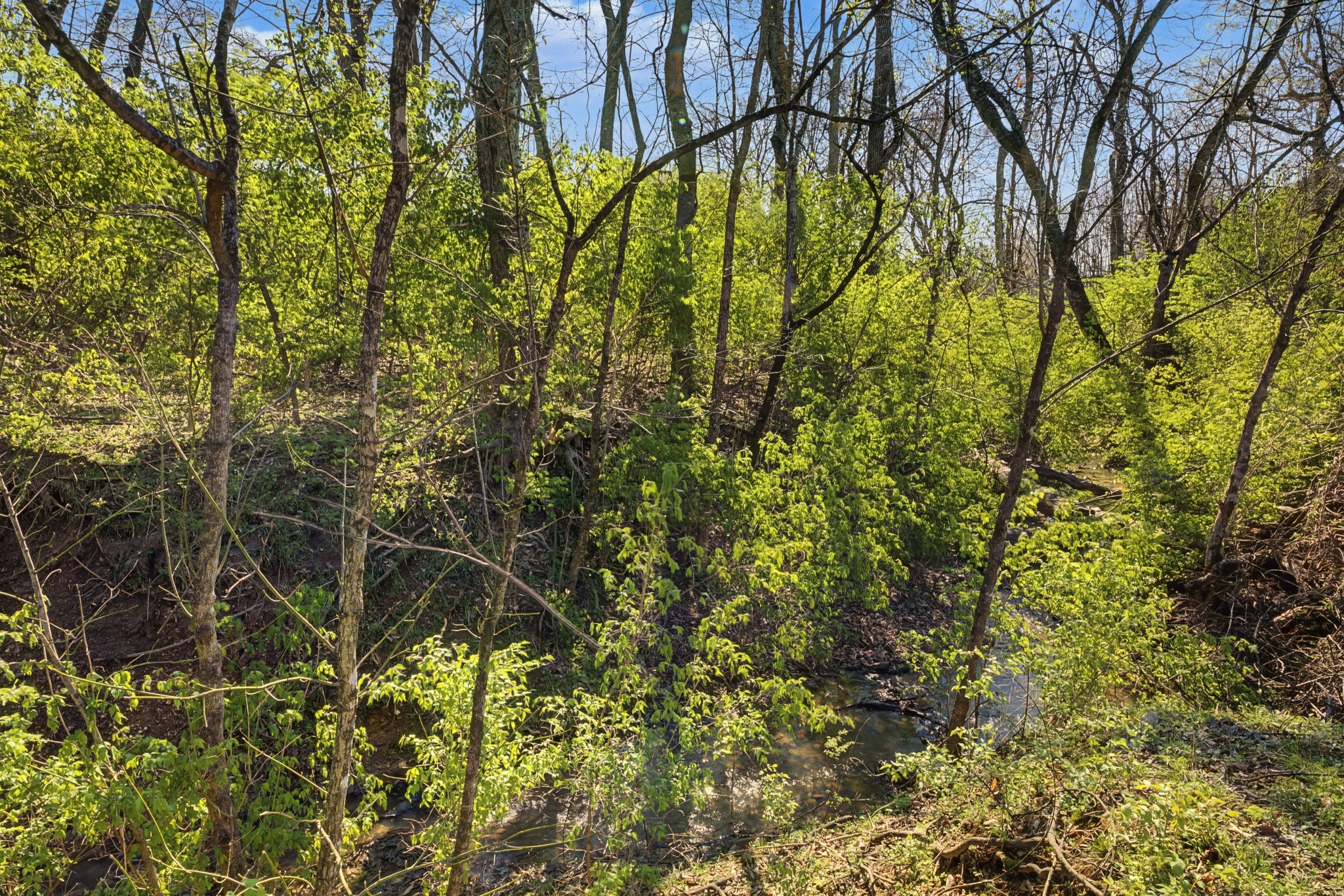 4677 Celeste Lane Franklin, TN 37064 - Photo 50 of 56 a view of a yard with plants and tree