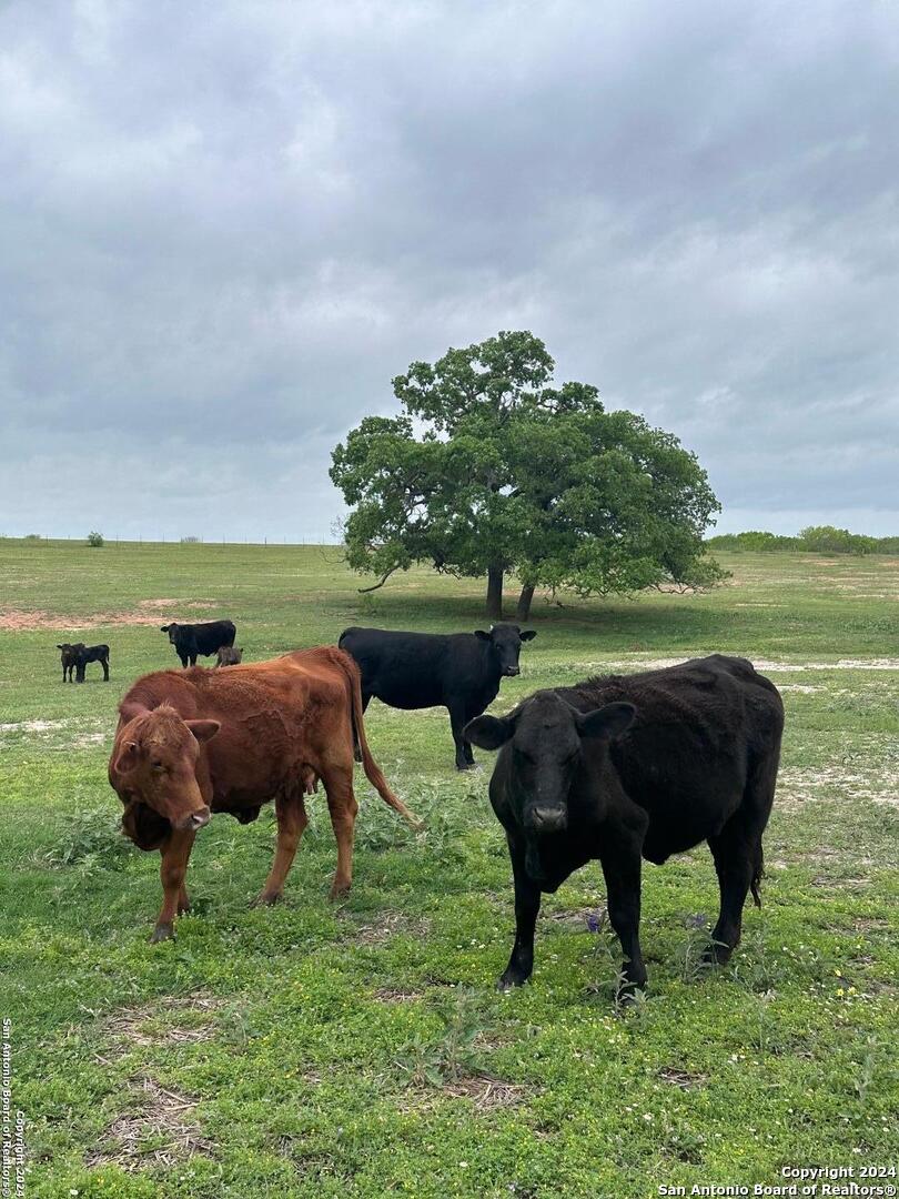 Tbd (tr 5 West Gates Valley Road Poteet, TX 78065 - Photo 3 of 6