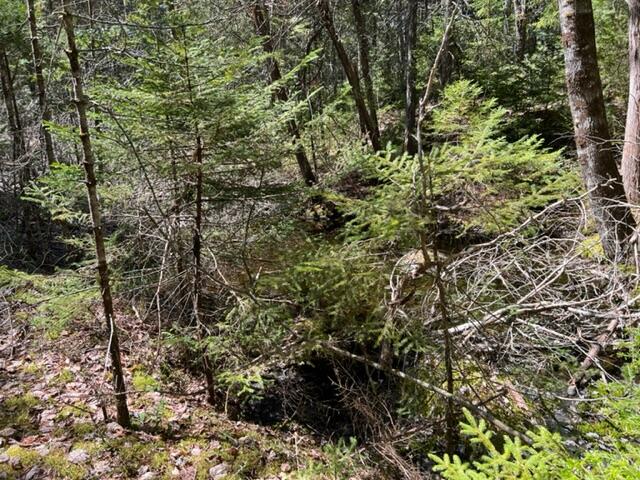 0 Map B Haven Wesley, ME 04686 - Photo 10 of 11 IMG_0041