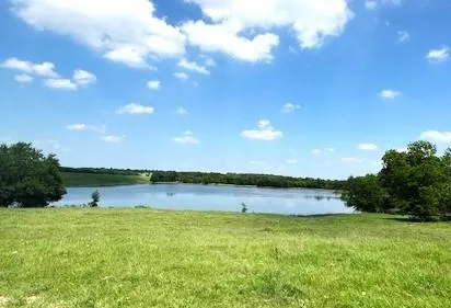 a view of a tree in a yard