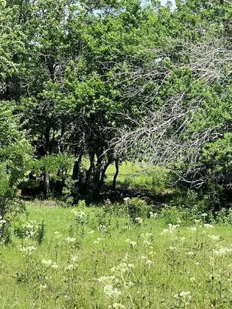 a view of a green yard
