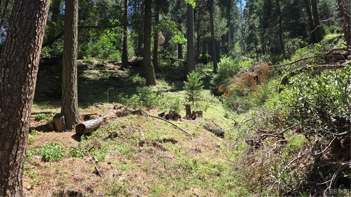 987 Deer Run Road Cedarpines Park, CA 92322 - Photo 5 of 14 a view of backyard with tree