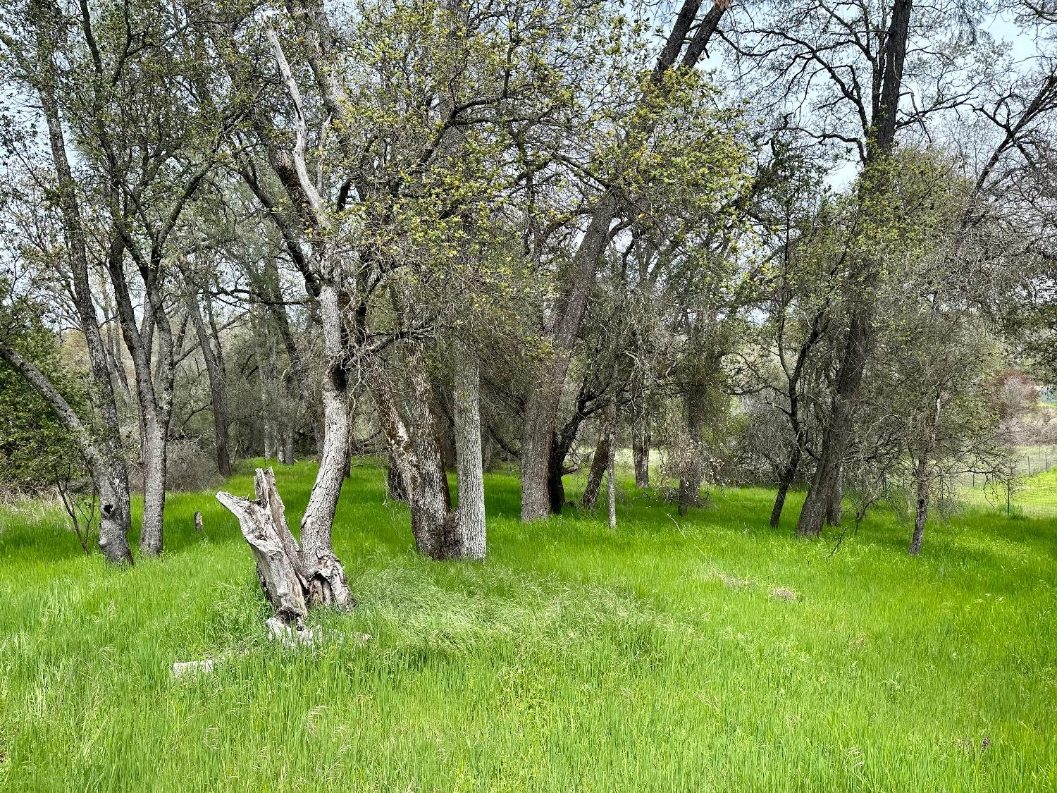 1 Joeger Road Auburn, CA 95602 - Photo 13 of 25 a view of a backyard with a large tree