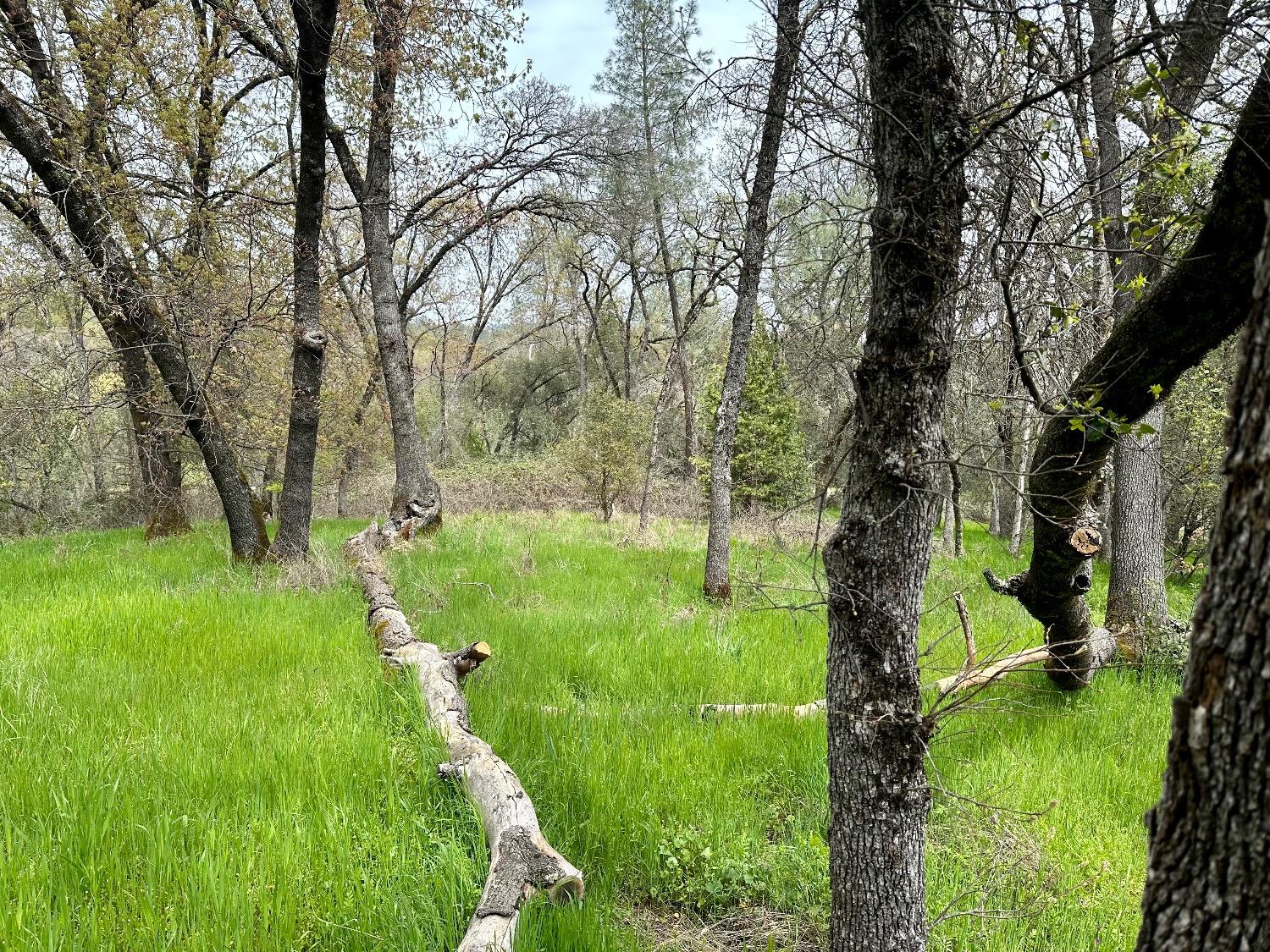 1 Joeger Road Auburn, CA 95602 - Photo 15 of 25 a lush green forest with lots of trees