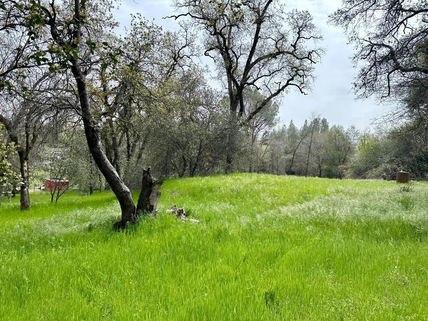 1 Joeger Road Auburn, CA 95602 - Photo 20 of 25 a view of garden with trees