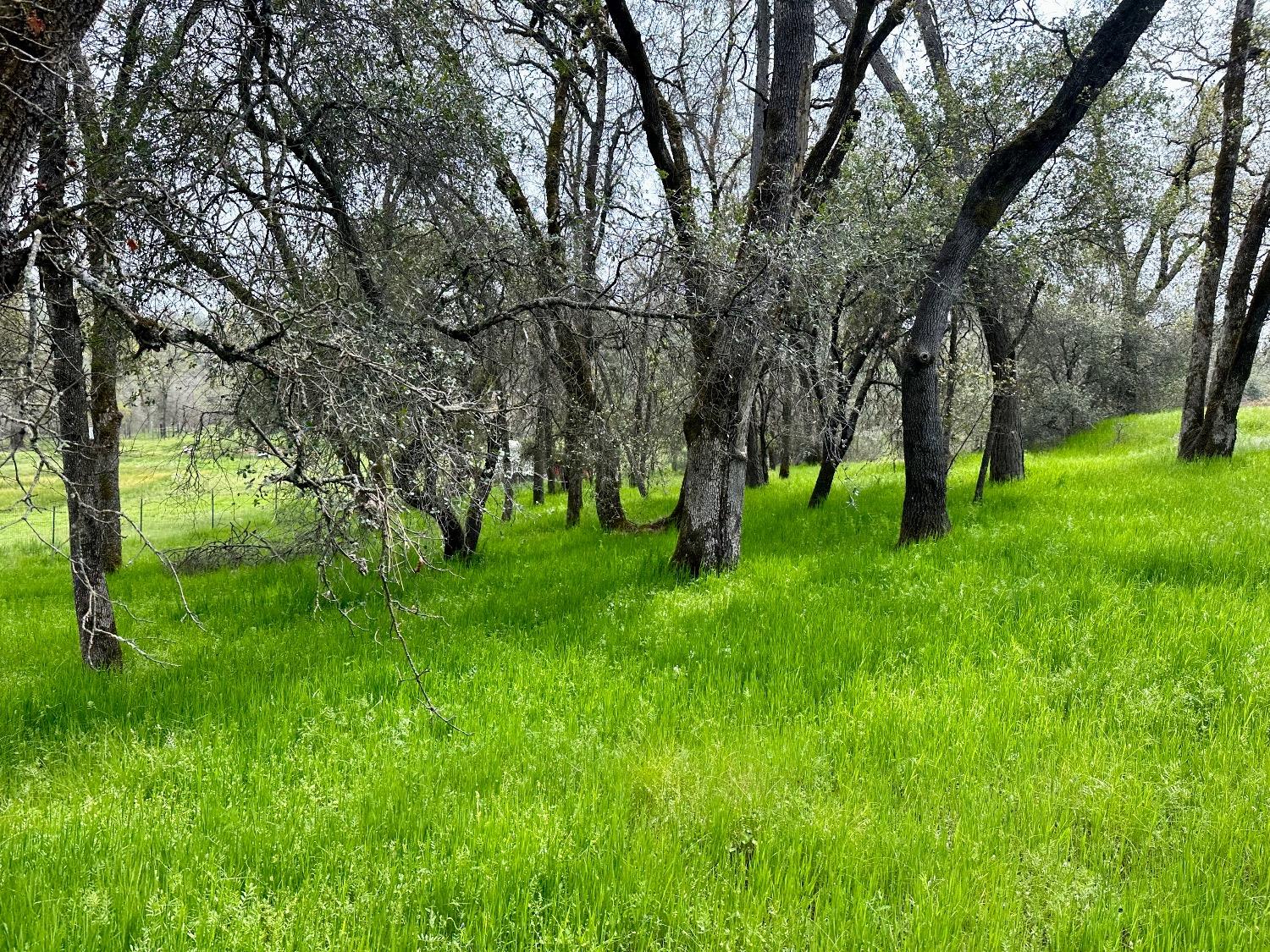 1 Joeger Road Auburn, CA 95602 - Photo 21 of 25 a green field with lots of trees
