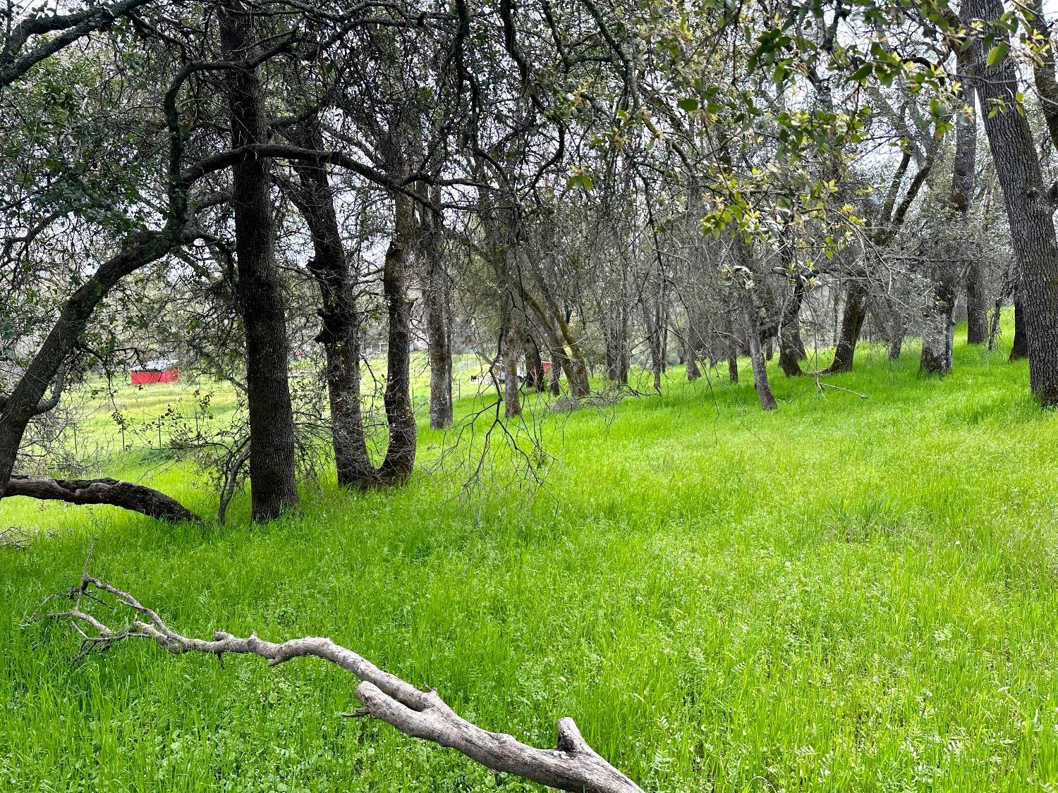 1 Joeger Road Auburn, CA 95602 - Photo 23 of 25 a view of a park with large trees
