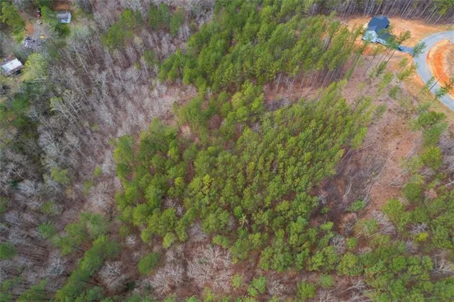 a view of a plants in a garden