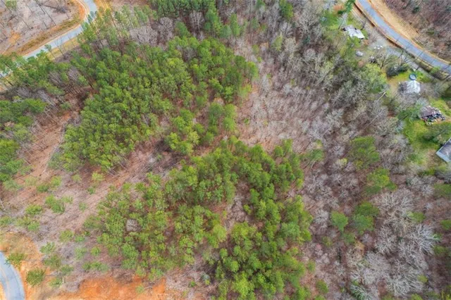 a view of a forest with a tree