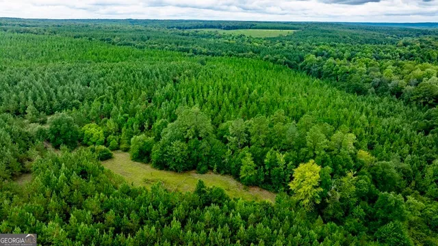 a view of a lush green space