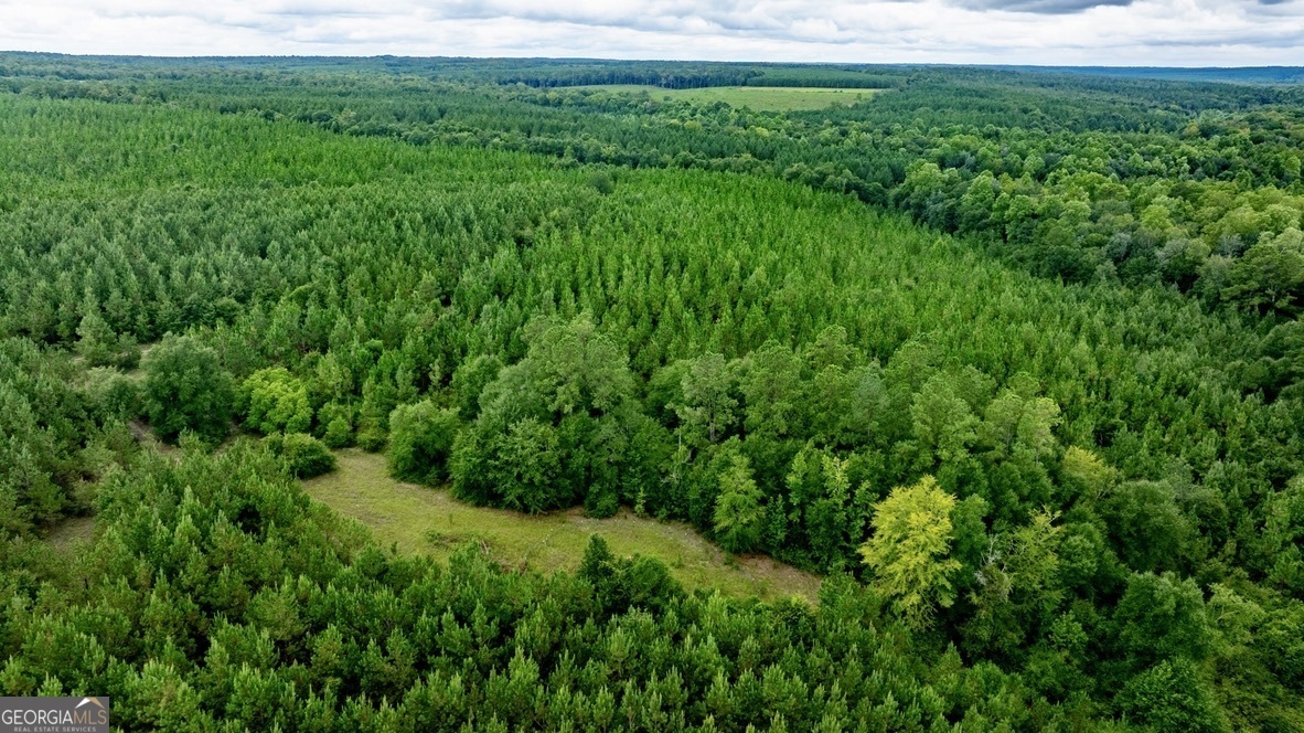 0 Les Smith Road Oglethorpe, GA 31806 - Photo 11 of 21 a view of a lush green space