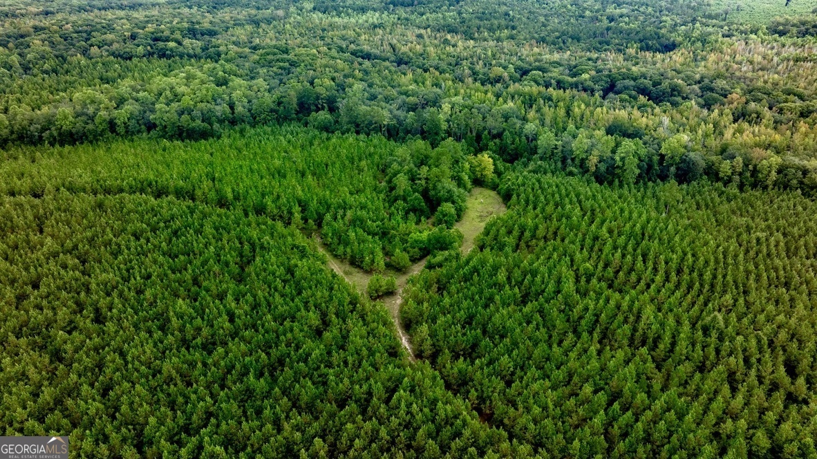 0 Les Smith Road Oglethorpe, GA 31806 - Photo 12 of 21 a view of a lush green space