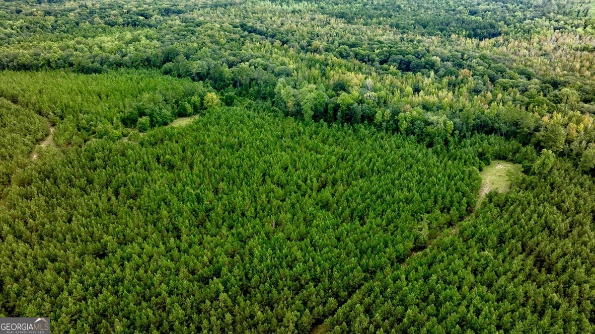 0 Les Smith Road Oglethorpe, GA 31806 - Photo 13 of 21 a view of a lush green forest