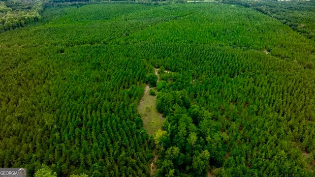 a view of a lush green space