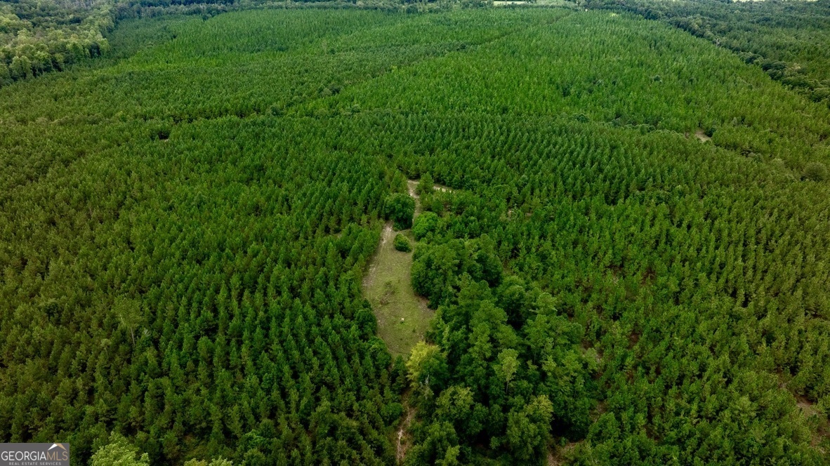 0 Les Smith Road Oglethorpe, GA 31806 - Photo 2 of 21 a view of a lush green space