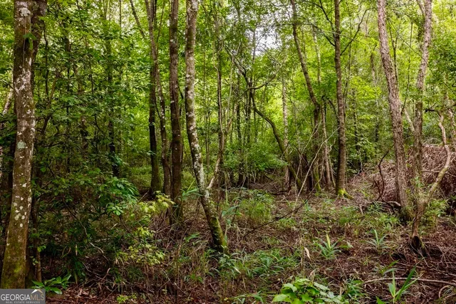 a view of a lush green forest with large trees