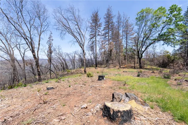 a yard with tall trees