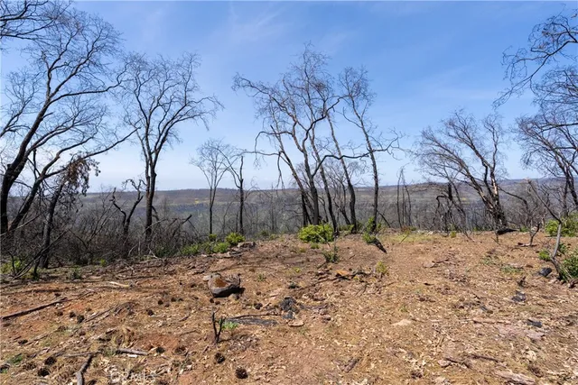 a view of backyard with large trees