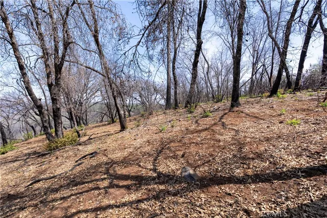 a view of a yard covered with trees