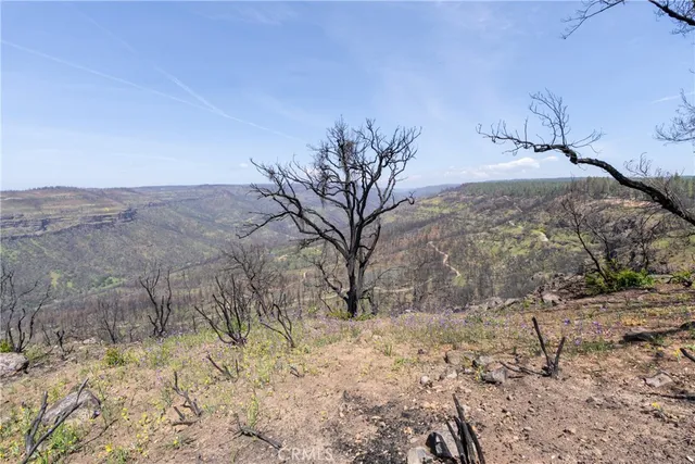a view of a forest with lots of trees