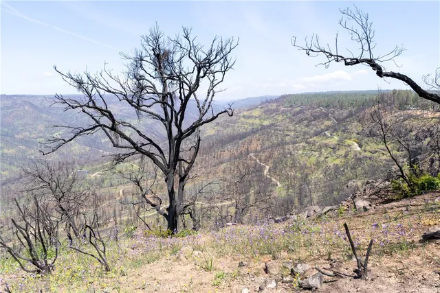 a view of backyard with tree
