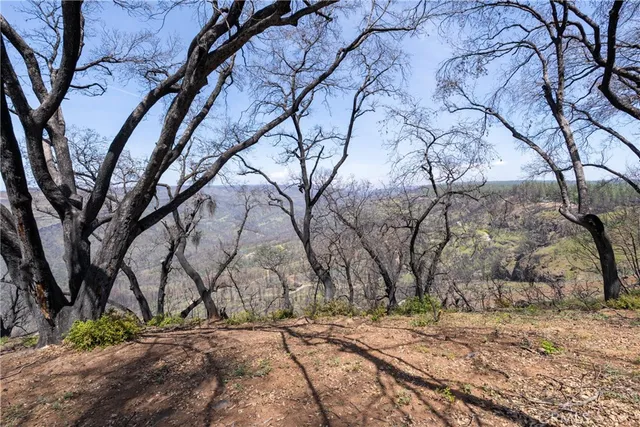 a view of yard with trees