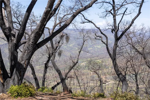 a view of a yard with large trees