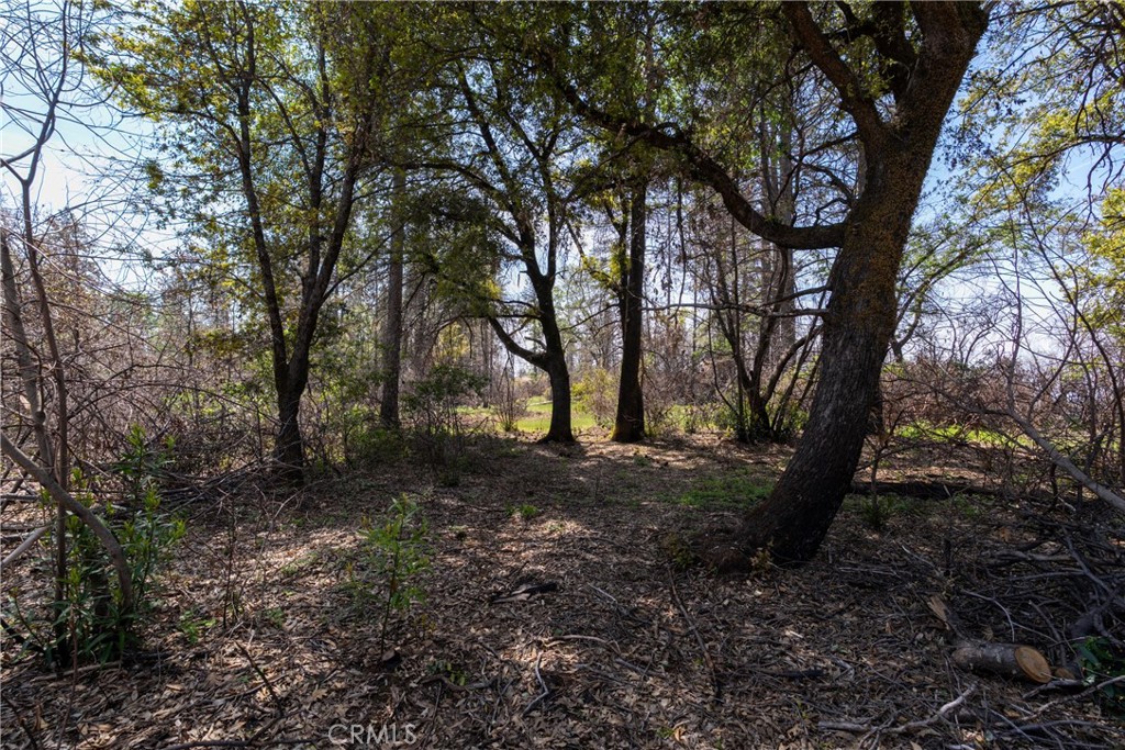 0 Toll Gate Way Forest Ranch, CA 95942 - Photo 46 of 62 a view of a forest with lots of trees