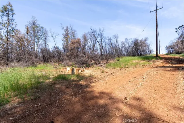 a view of a yard with large trees