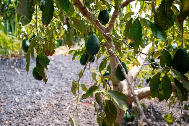 a view of a big yard with table and chairs