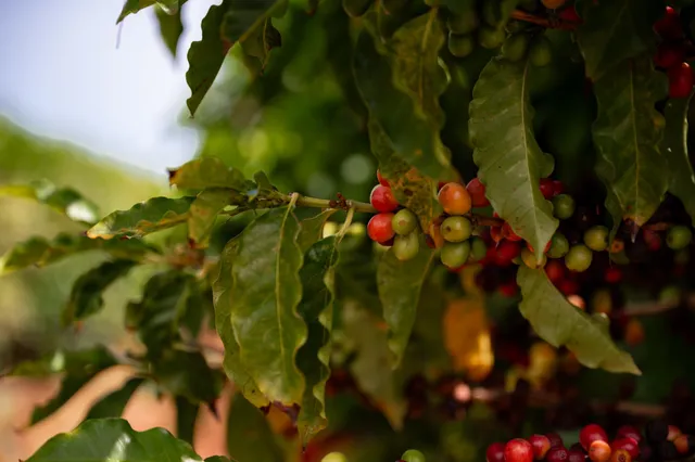 $6,500,000 | 2600 Aina Mahiai Street, Lahaina, HI 96761