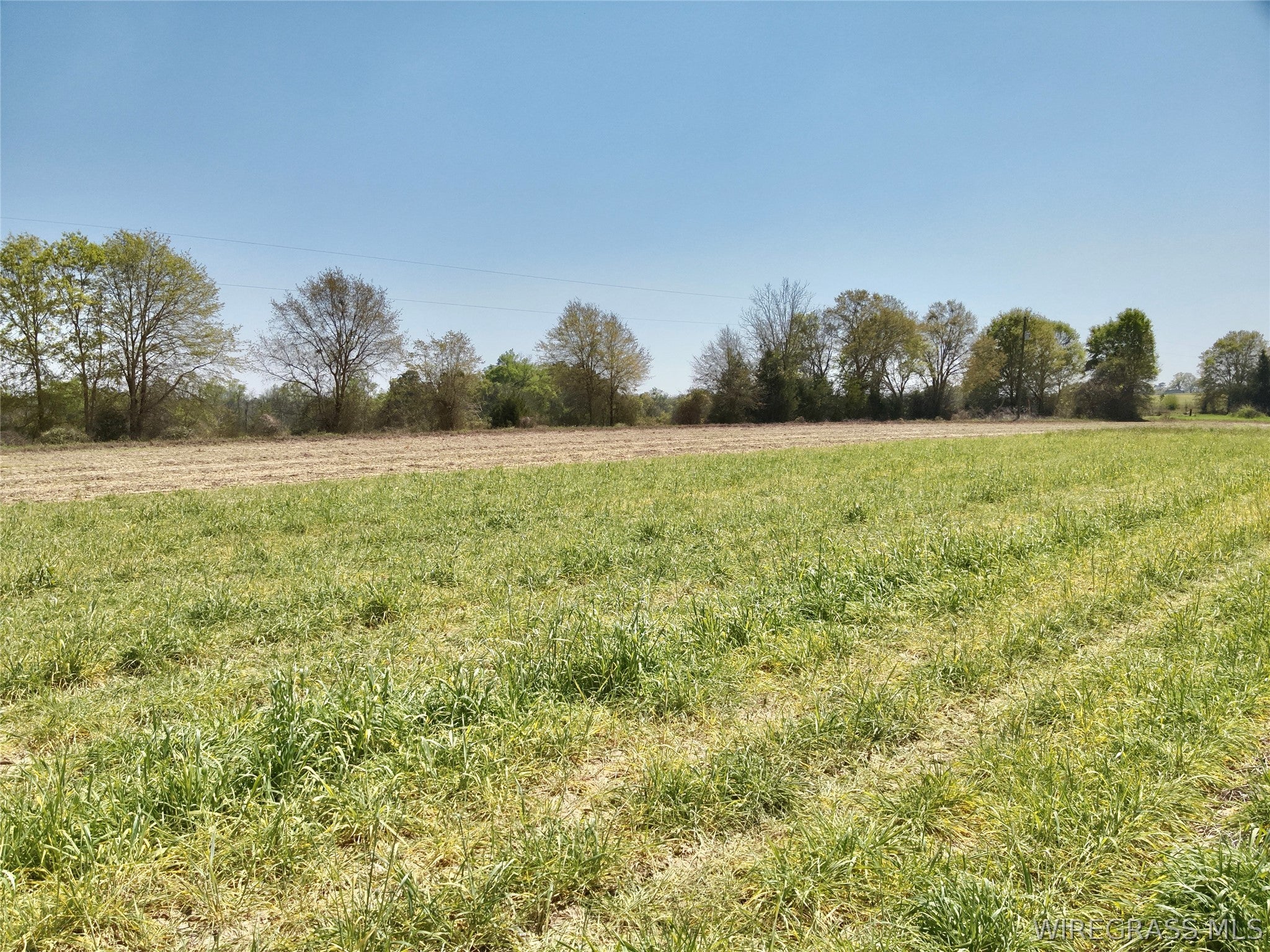 4-acres Dillard Road Ashford, AL 36312 - Photo 4 of 8 Gallery Image 4