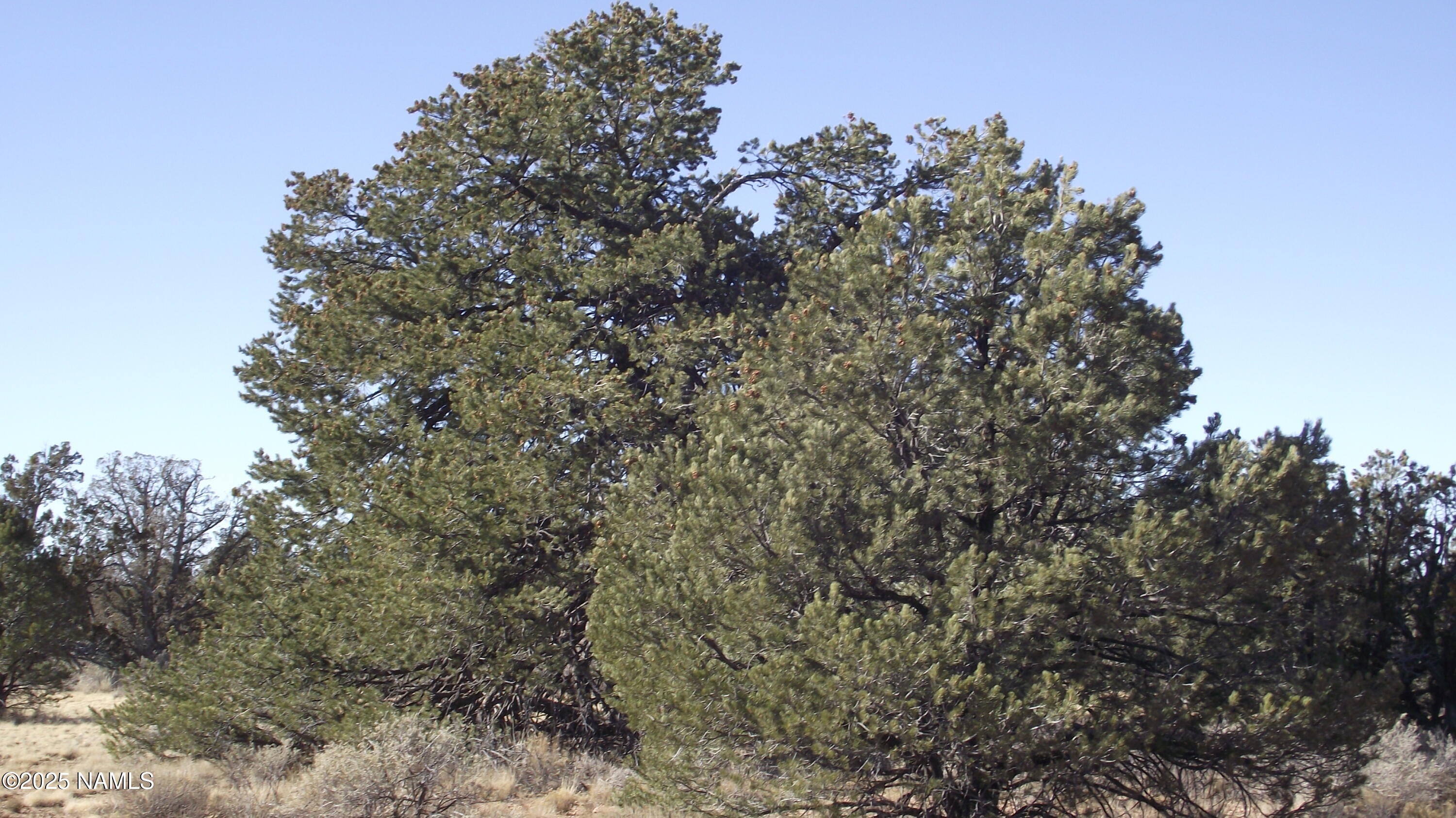 4313 Woodlands Ranch Road Williams, AZ 86046 - Photo 1 of 18 DSCF7265