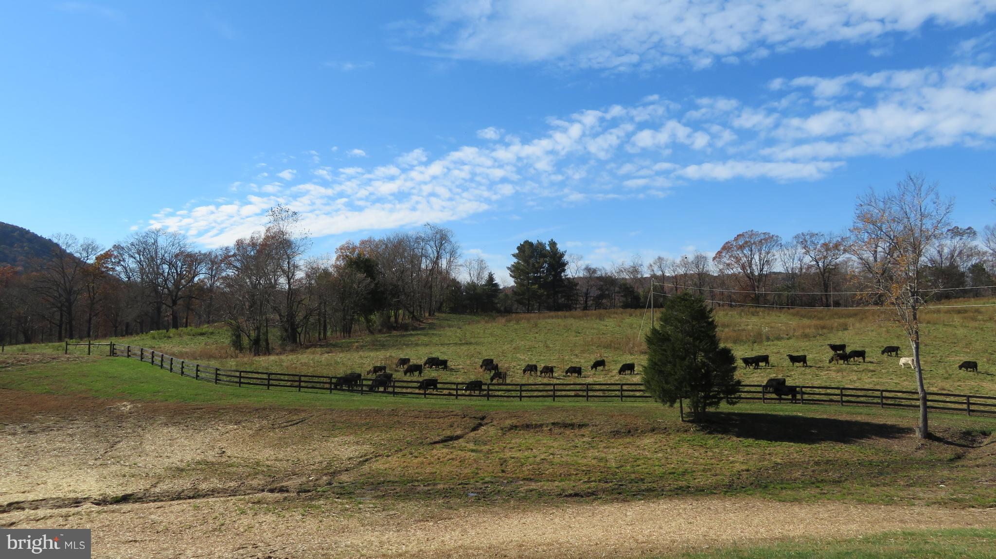 62 Hope Hill Road Castleton, VA 22716 - Photo 5 of 80 cattle in fields