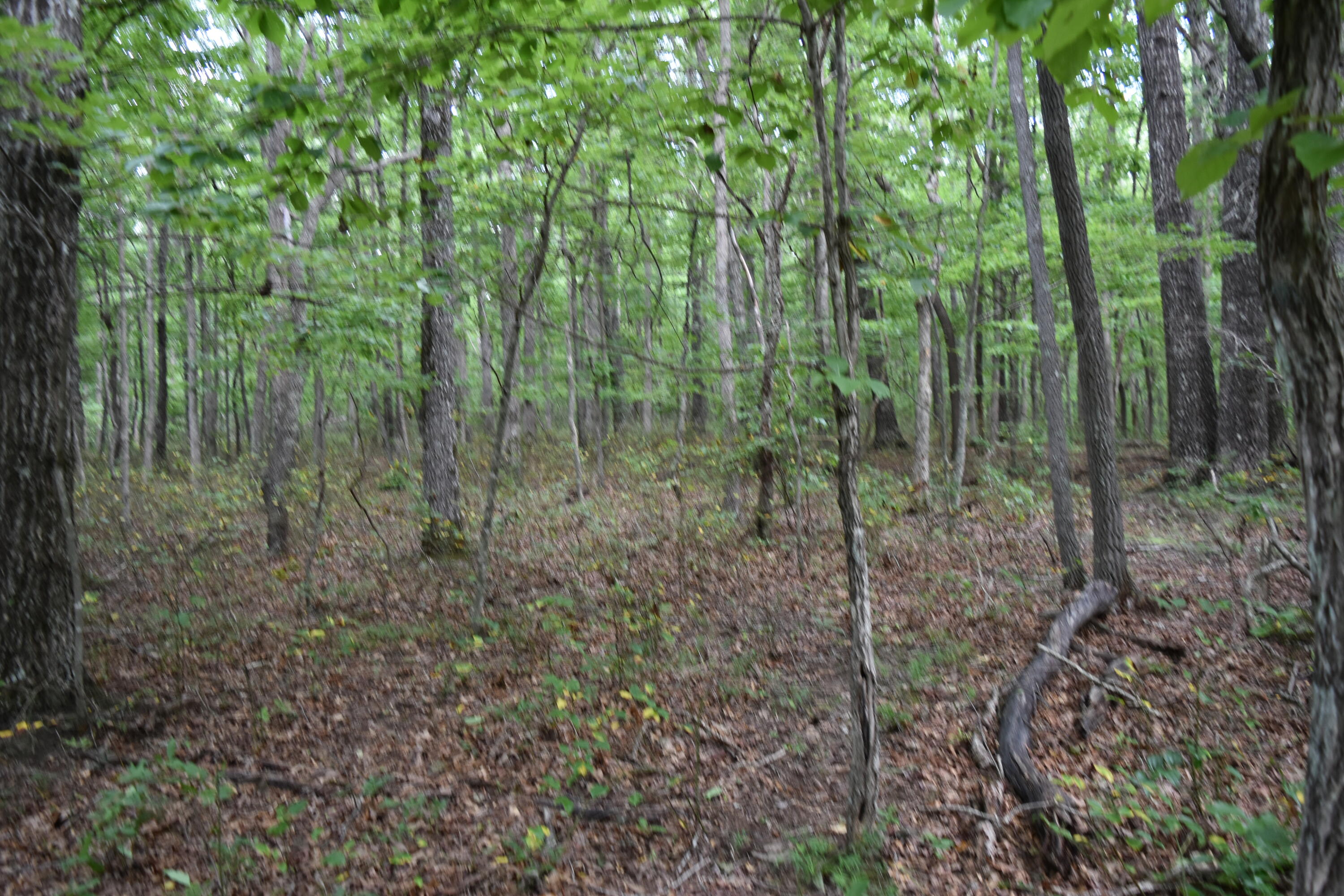 0 Deepwoods Road, Unit LOT 8 COOLEYS RIFT Sewanee, TN 37375 - Photo 21 of 23 DSC_0102