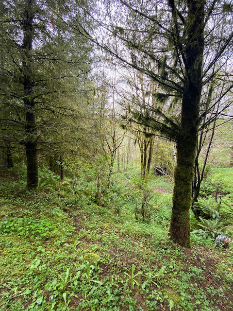 109 Trask River Road Tillamook, OR 97141 - Photo 19 of 21 IMG_7995