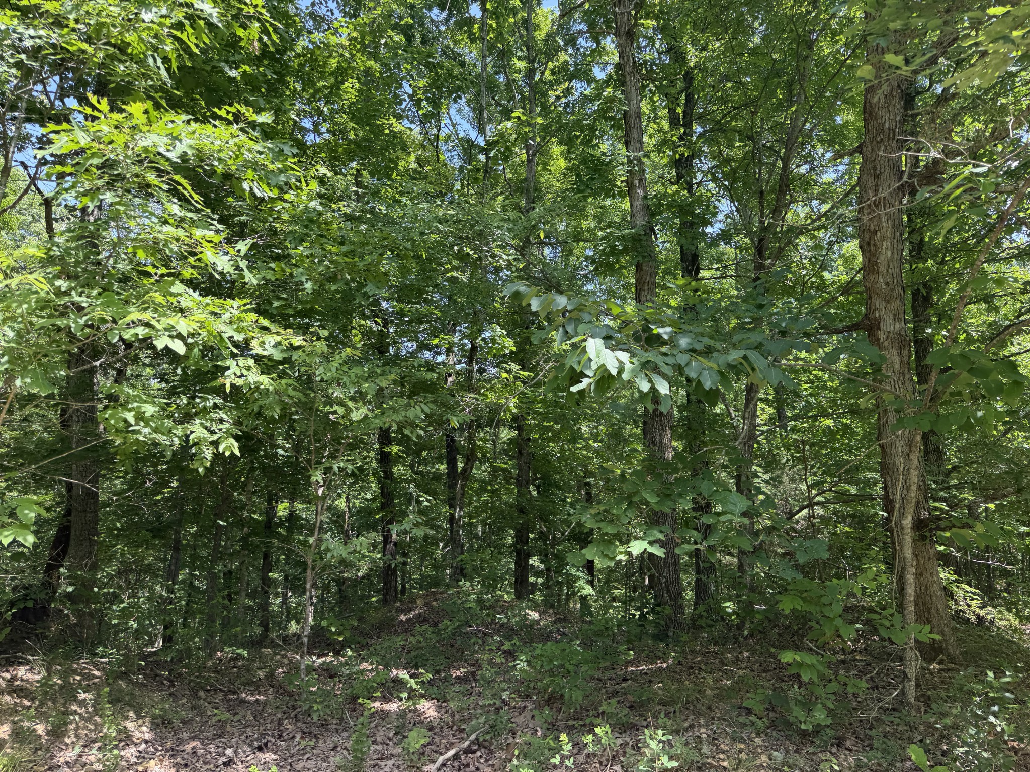 215 Bar Bee Road Hohenwald, TN 38462 - Photo 37 of 51