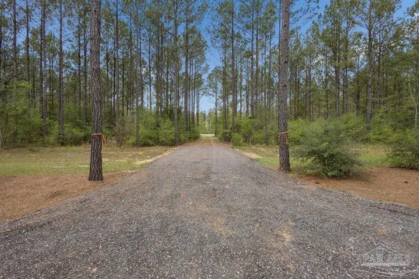 a view of a road with large trees