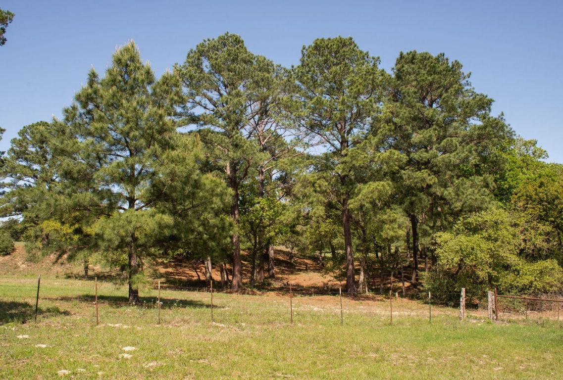 490 John Craft Road Red Rock, TX 78662 - Photo 25 of 40 a view of yard