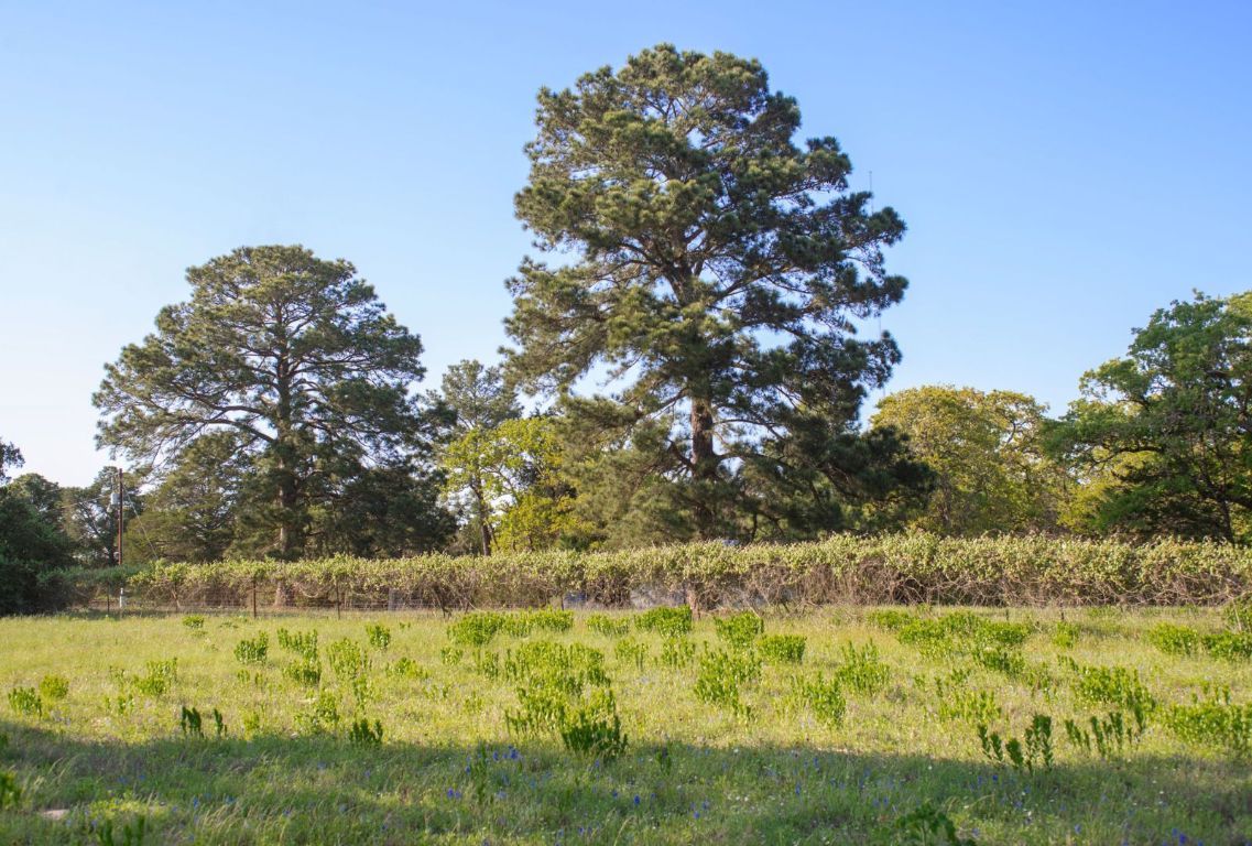 490 John Craft Road Red Rock, TX 78662 - Photo 26 of 40 a view of yard with green space