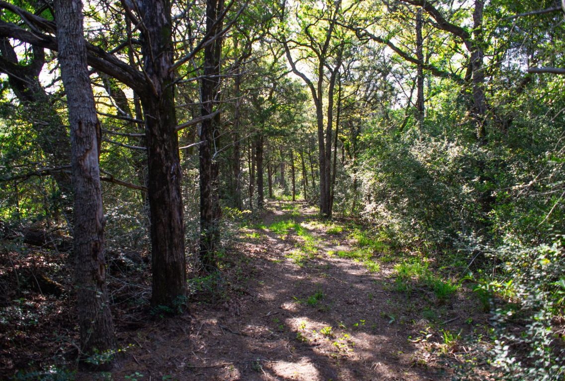 490 John Craft Road Red Rock, TX 78662 - Photo 37 of 40 a view of outdoor space and trees
