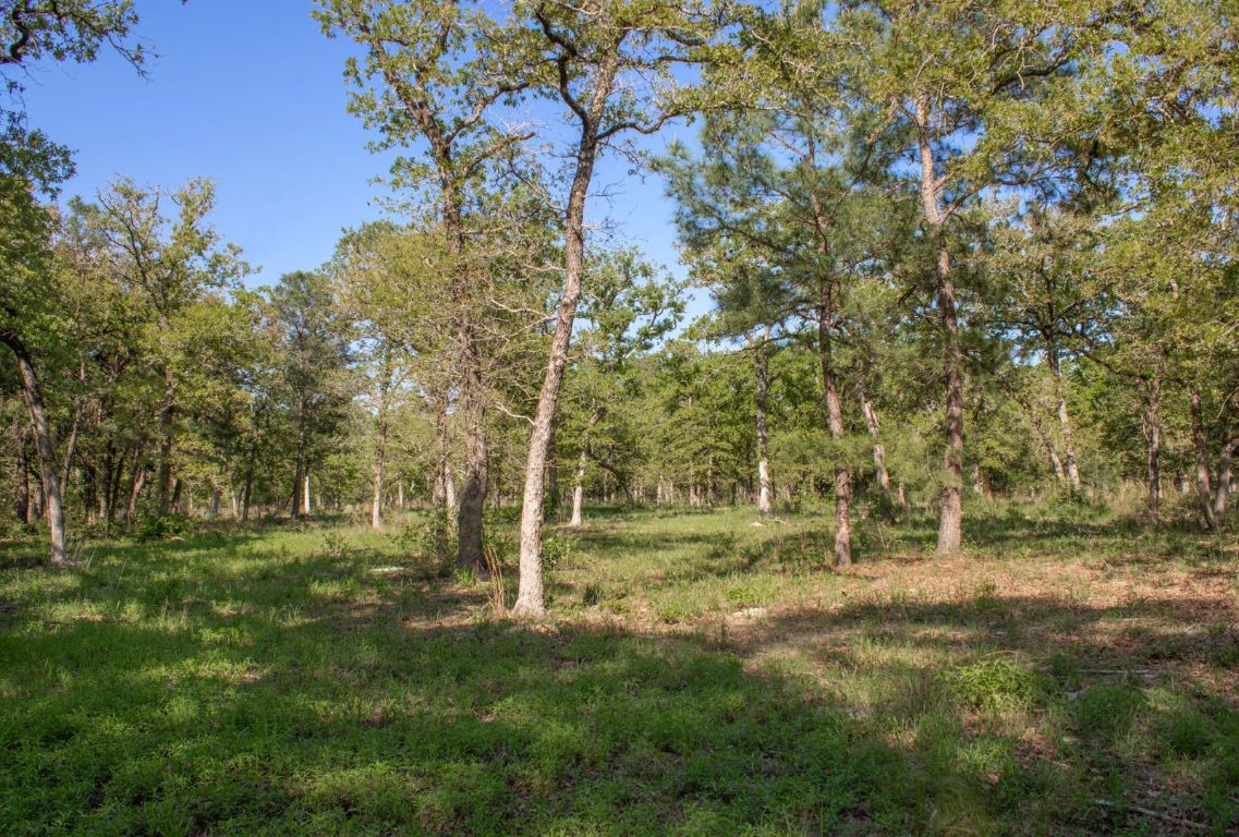 490 John Craft Road Red Rock, TX 78662 - Photo 38 of 40 a view of outdoor space with trees all around