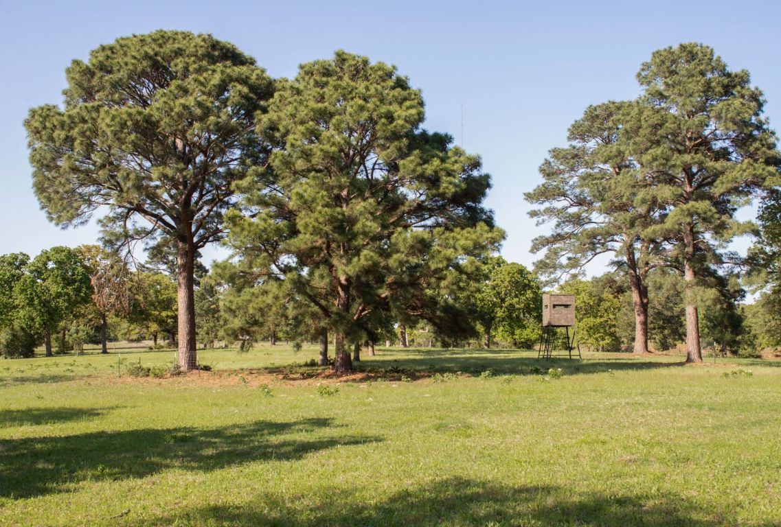 490 John Craft Road Red Rock, TX 78662 - Photo 7 of 40 a view of yard with swimming pool