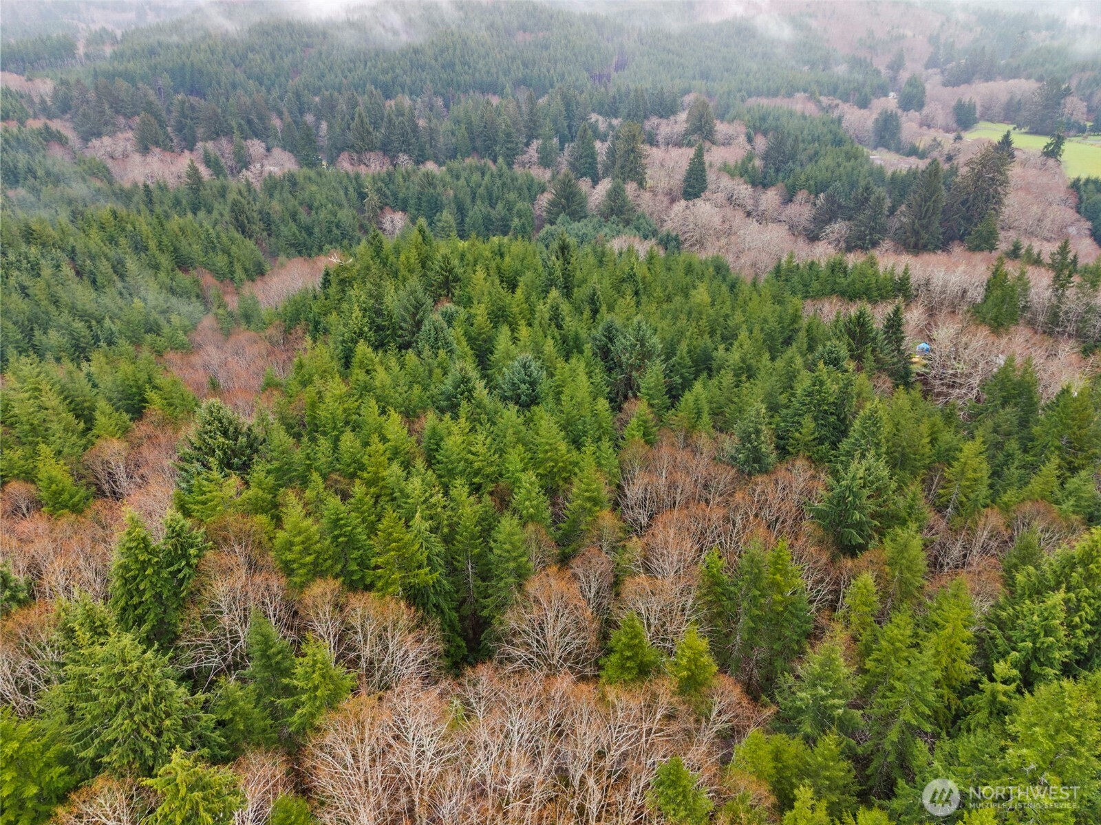 233 Smith Creek Road Raymond, WA 98577 - Photo 17 of 19 a view of a bunch of plants and tree