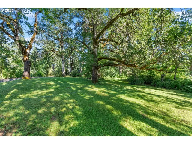 a view of a yard with plants and a tree