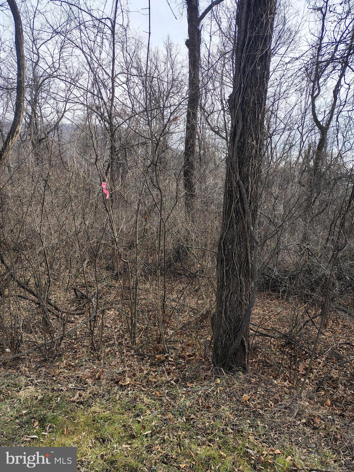 Summit Point Drive Front Royal, VA 22630 - Photo 2 of 2 a view of a forest with trees in the background