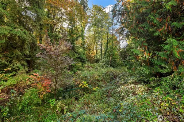 a view of a lush green forest