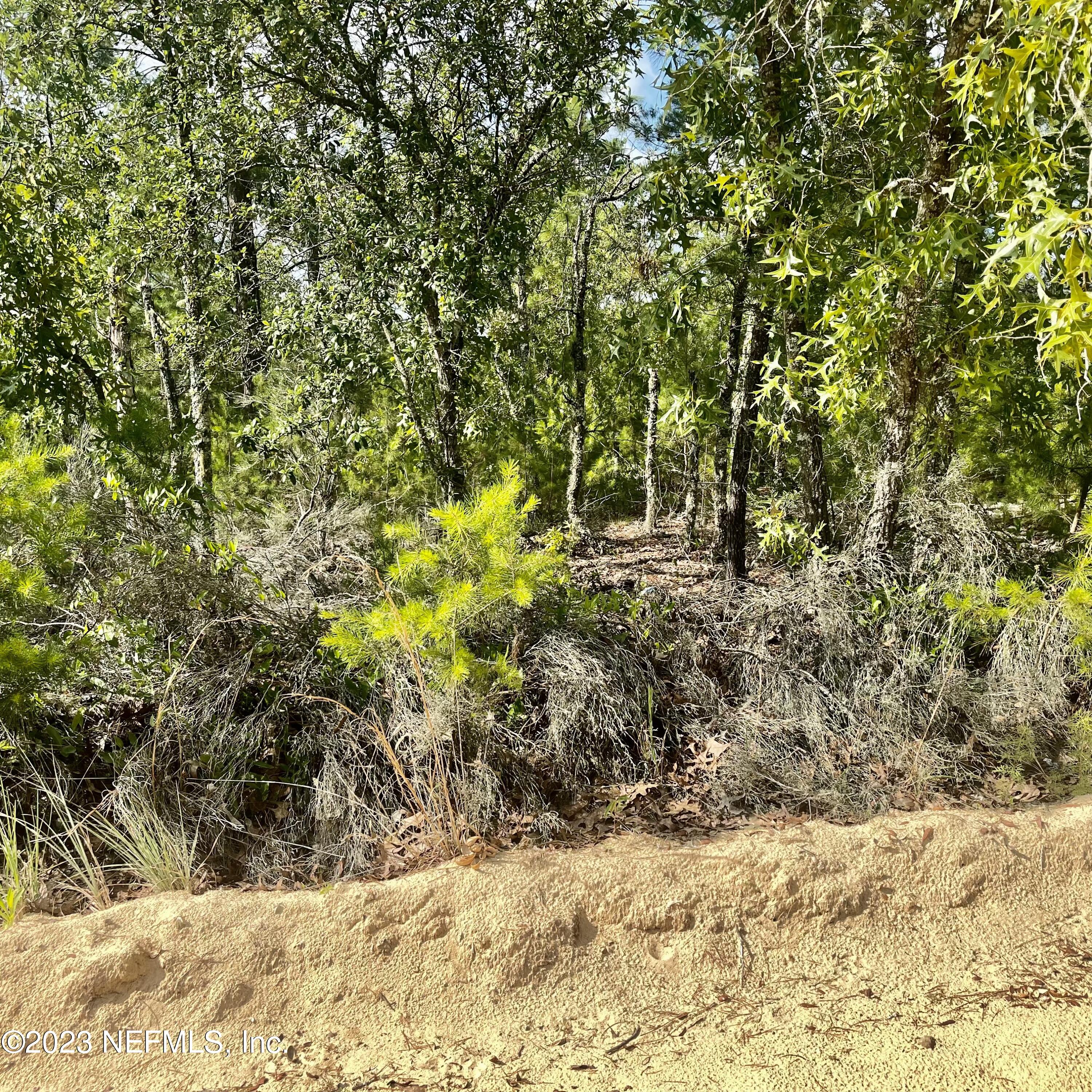 0 Rose Trail Interlachen, FL 32148 - Photo 4 of 4 a view of a yard with large trees